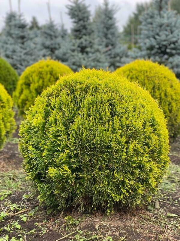 Туя западная Голден Смарагд (Thuja occidentalis 'Golden Smaragd')