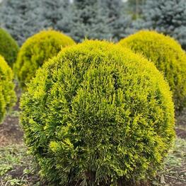 Туя западная Голден Смарагд (Thuja occidentalis 'Golden Smaragd')