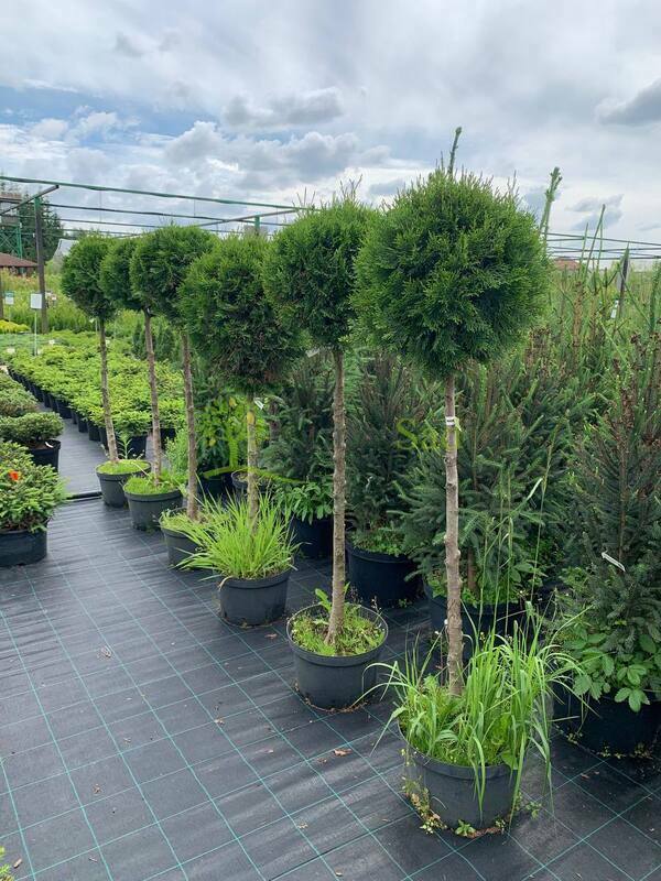 Туя западная Смарагд (Thuja occidentalis 'Smaragd')