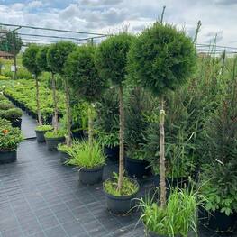 Туя западная "Smaragd"