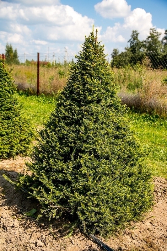 Ель черная (Picea mariana) ф. конус
