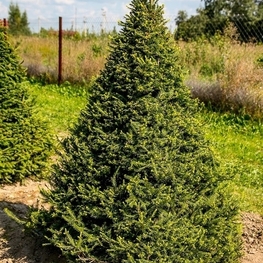 Ель черная (Picea mariana) ф. конус