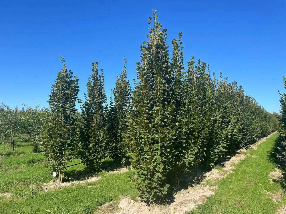 Липа крупнолистная Фастигиата (Tilia platyphyllos 'Fastigiata') ф. колонна