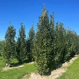 Липа крупнолистная Фастигиата (Tilia platyphyllos 'Fastigiata') ф. колонна