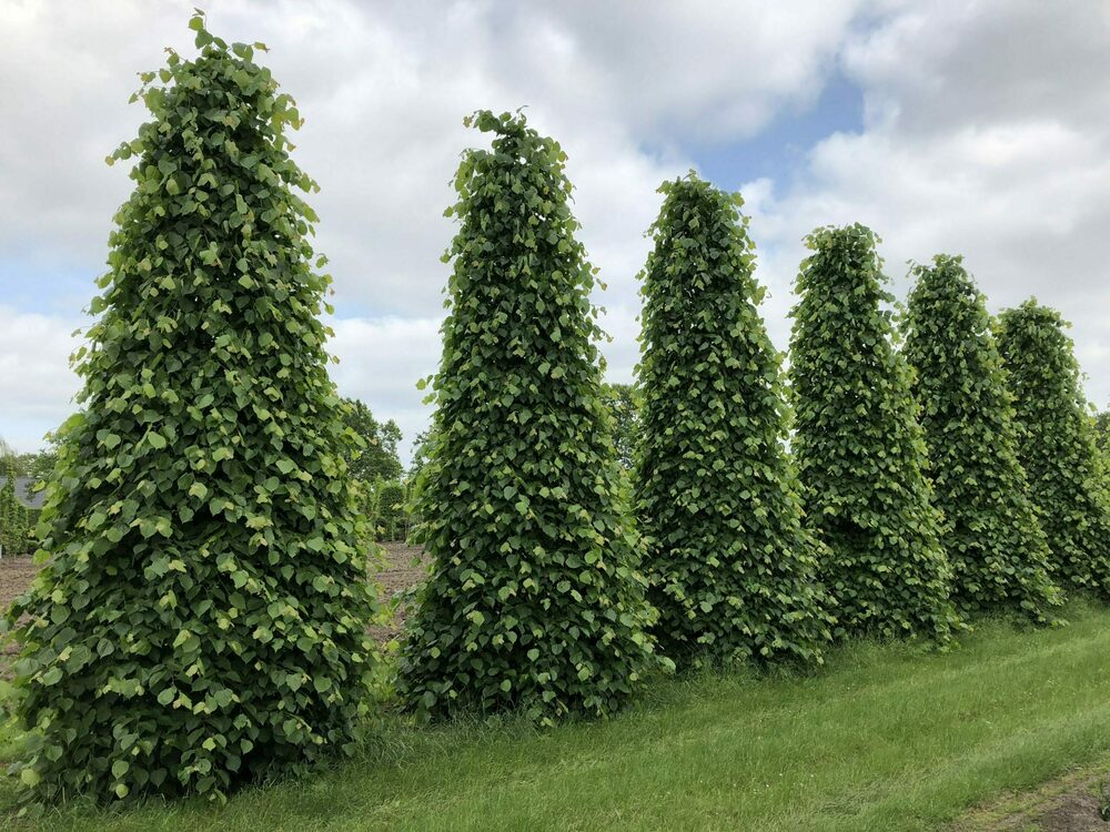 Липа мелколистная "Greenspire" ф. конус