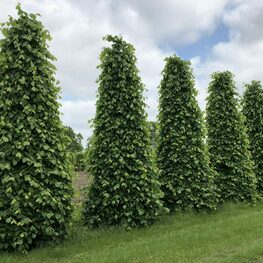 Липа мелколистная "Greenspire" ф. конус