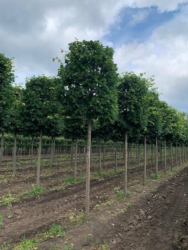 Липа мелколистная Гринспаер (Tilia cordata 'Greenspire') ф. Цилиндр