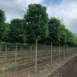 Липа мелколистная Гринспаер (Tilia cordata 'Greenspire') ф. Цилиндр