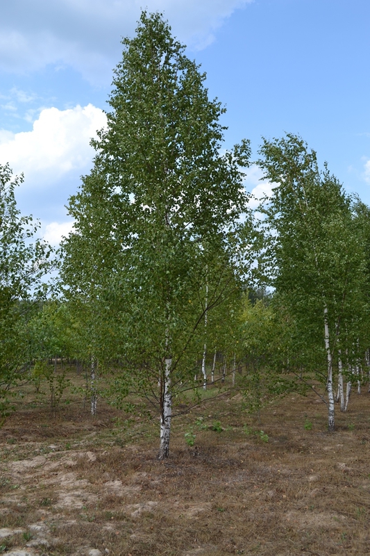 Береза бородавчатая (Betula pendula)