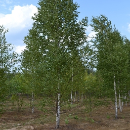 Береза бородавчатая (Betula pendula)