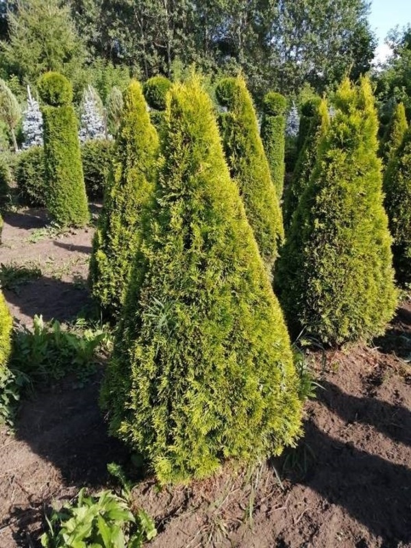 Туя западная Голден Смарагд (Thuja occidentalis 'Golden Smaragd') ф. конус
