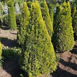 Туя западная Голден Смарагд (Thuja occidentalis 'Golden Smaragd') ф. конус