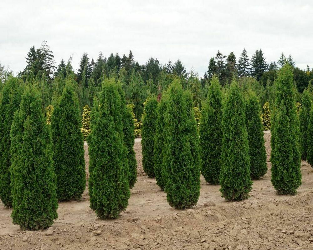 Туя западная Колумна (Thuja occidentalis 'Columna') ф. цилиндр