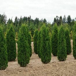 Туя западная Колумна (Thuja occidentalis 'Columna') ф. цилиндр