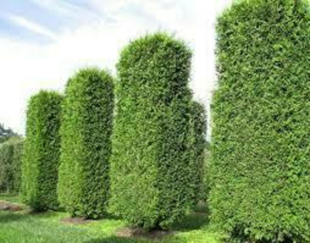Туя западная "Smaragd" ф. куб