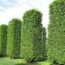 Туя западная Смарагд (Thuja occidentalis 'Smaragd') ф. куб