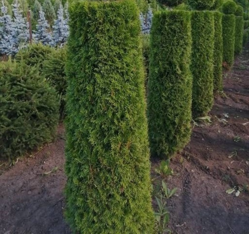 Туя западная Смарагд (Thuja occidentalis 'Smaragd') ф. цилиндр