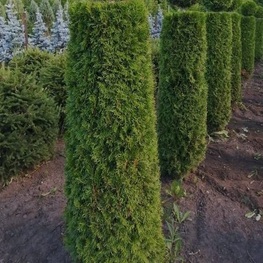 Туя западная Смарагд (Thuja occidentalis 'Smaragd') ф. цилиндр