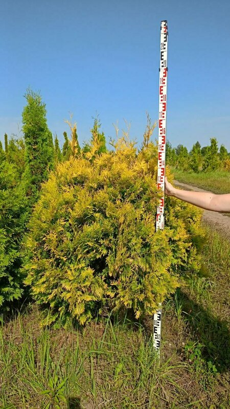 Туя западная "Yellow Ribbon"