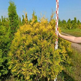Туя западная Йеллоу Риббон (Thuja occidentalis 'Yellow Ribbon')