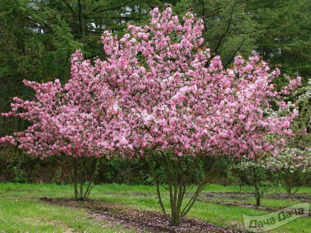 Яблоня гибридная Рудольф (Malus 'Rudolph')