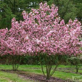 Яблоня гибридная Рудольф (Malus 'Rudolph')