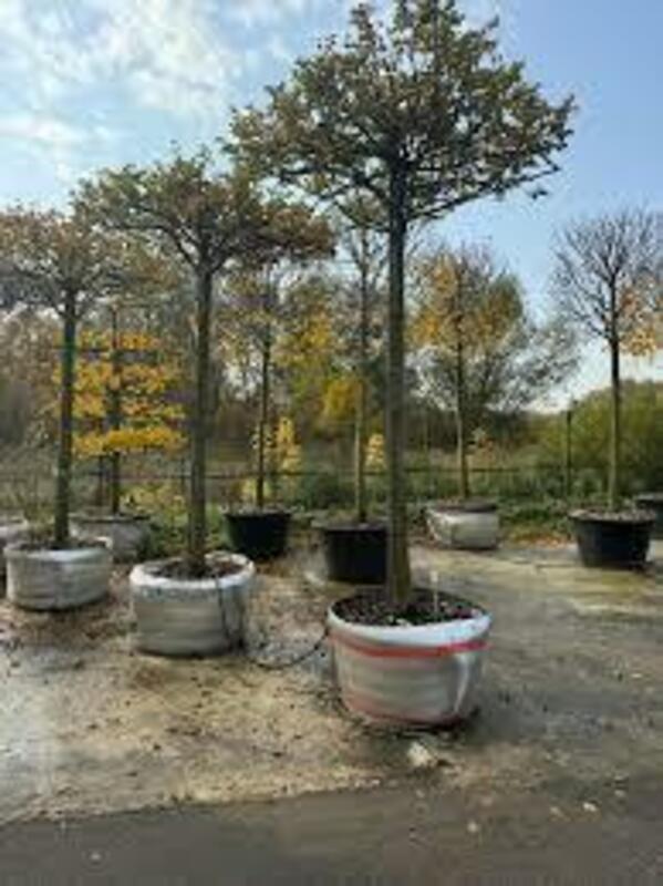 Липа мелколистная Гринспаер (Tilia cordata 'Greenspire')