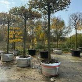 Липа мелколистная Гринспаер (Tilia cordata 'Greenspire')