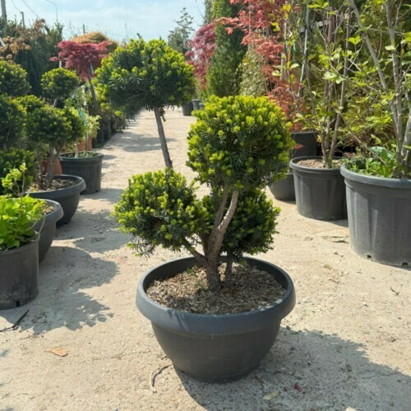 Ель черная Помпонс (Picea mariana 'Pompons')