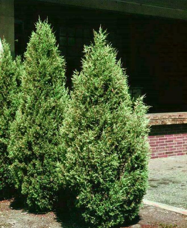 Можжевельник виргинский Хетц (Juniperus virginiana 'Hetz') сформированный вертикаль