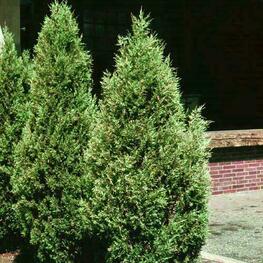 Можжевельник виргинский Хетц (Juniperus virginiana 'Hetz') сформированный вертикаль