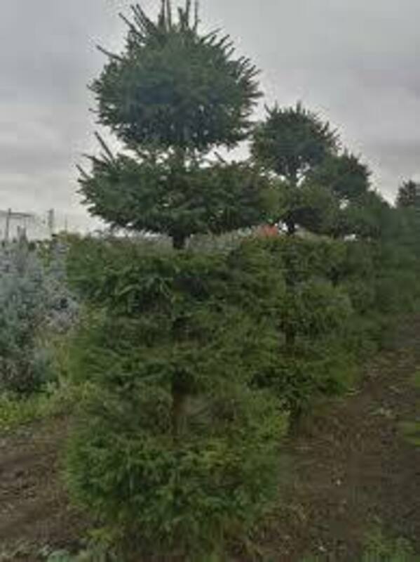 Ель обыкновенная (Picea abies) ф. Пагода