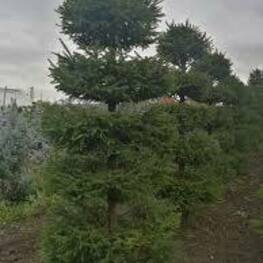 Ель обыкновенная (Picea abies) ф. Пагода