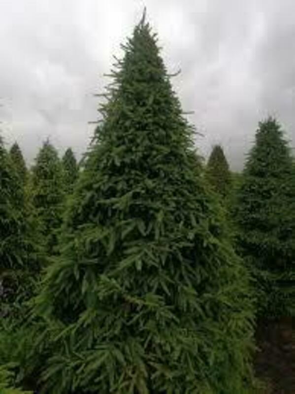 Ель обыкновенная (Picea abies) ф. Стог