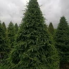 Ель обыкновенная (Picea abies) ф. Стог