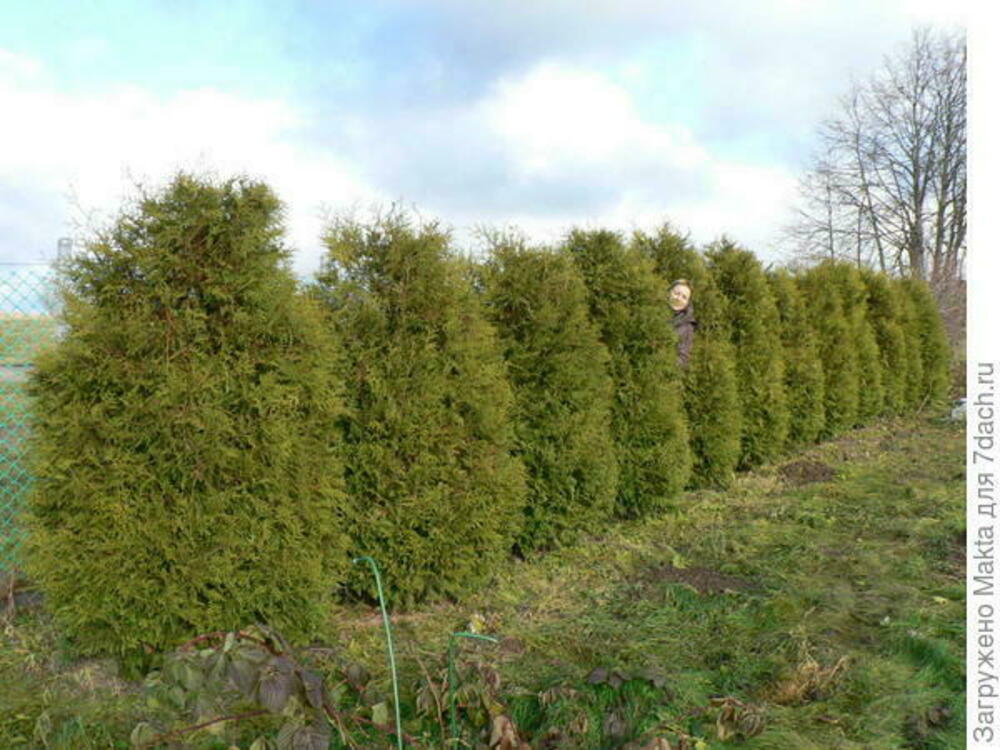 Туя западная Брабант (Thuja occidentalis 'Brabant') ф. Стог