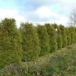 Туя западная Брабант (Thuja occidentalis 'Brabant') ф. Стог