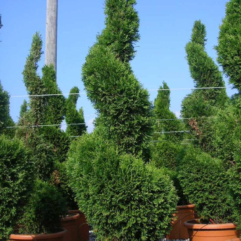 Туя западная Смарагд (Thuja occidentalis 'Smaragd') ф. Винт