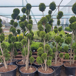 Туя западная Смарагд (Thuja occidentalis 'Smaragd') ф. POMPONS