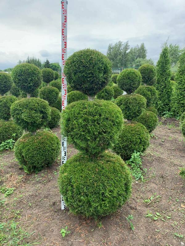 Туя западная Смарагд (Thuja occidentalis 'Smaragd') ф. Снеговик