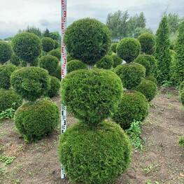 Туя западная Смарагд (Thuja occidentalis 'Smaragd') ф. Снеговик