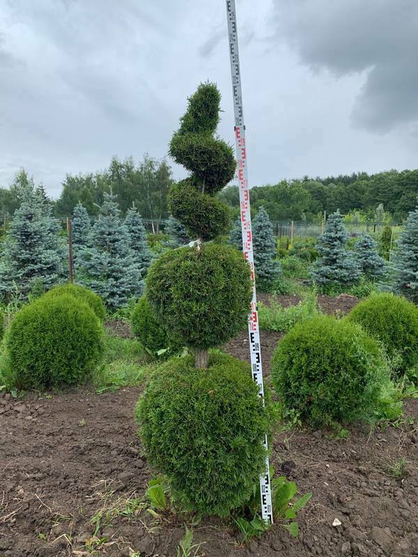 Туя западная Смарагд (Thuja occidentalis 'Smaragd') ф. "Снеговик"+ "Спираль"