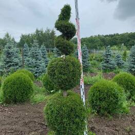 Туя западная Смарагд (Thuja occidentalis 'Smaragd') ф. "Снеговик"+ "Спираль"
