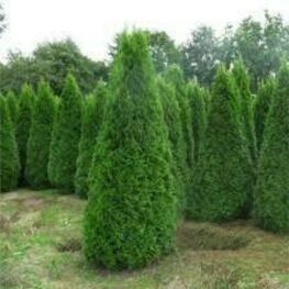 Туя западная Смарагд (Thuja occidentalis 'Smaragd') ф. Стог