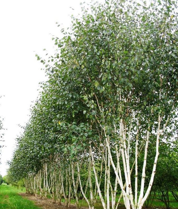 Береза полезная Жакмана (Betula utilis 'Jacquemontii')