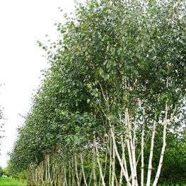 Береза полезная Жакмана (Betula utilis 'Jacquemontii')