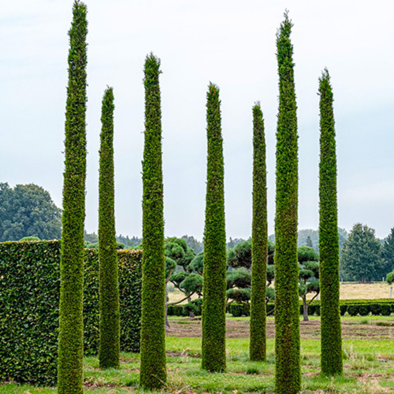 Туя западная Смарагд (Thuja occidentalis 'Smaragd') ф. Тоскана