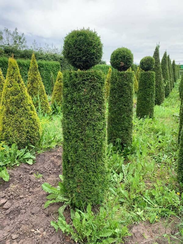 Туя западная "Smaragd" ф. Тура