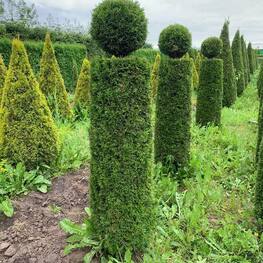 Туя западная Смарагд (Thuja occidentalis 'Smaragd') ф. Тура
