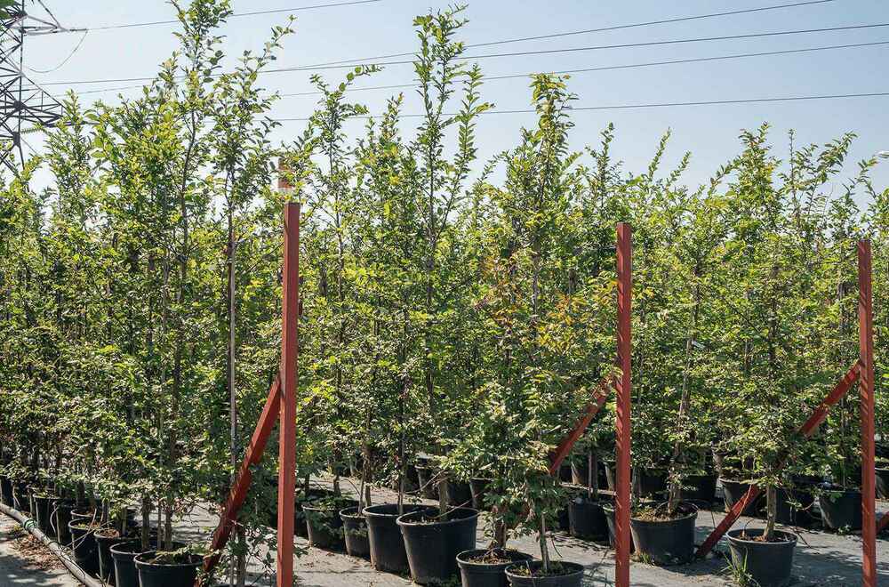 Граб обыкновенный (Carpinus betulus)